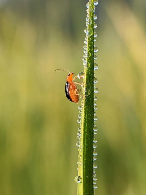 Premium Photo Bug Isolated On The Green Leaf