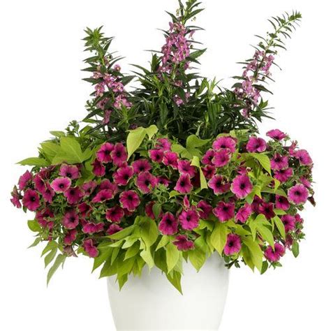 A White Vase Filled With Purple Flowers And Green Leaves