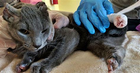 Someone Mutilated This Cat Rescue Offers Reward To Help Find The