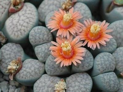"Живые камни" - цветы, способные удивлять