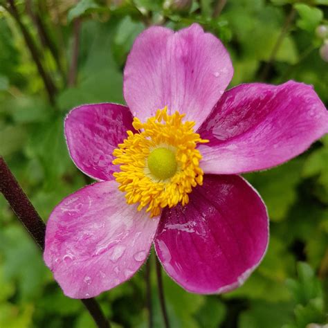 Anemone Hupehensis Var Japonica Pamina Japanese Anemone Pamina In