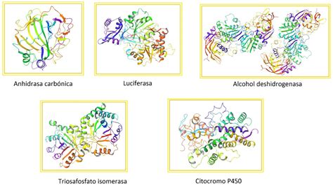 Biocatem Enzimas Qu Son Y C Mo Funcionan