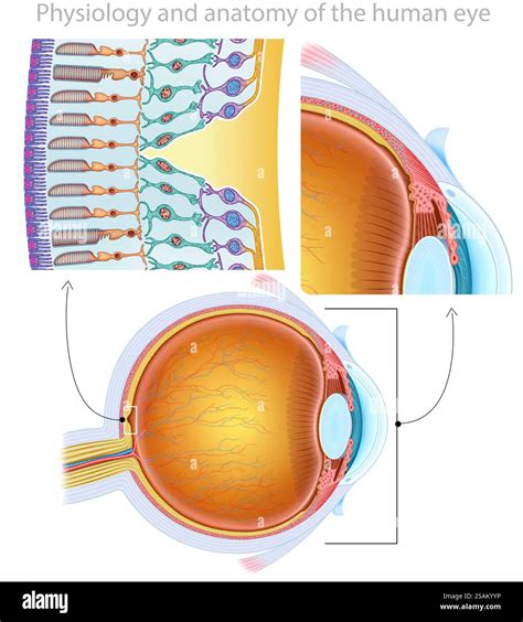 Illustration Composed Of Three Related Images Of The Retina In Them We