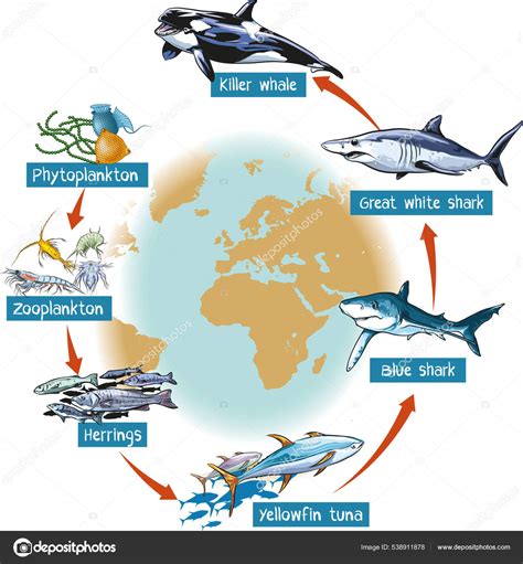 Vector Illustration Food Chain Ocean Killer Whale Great White Blue ...