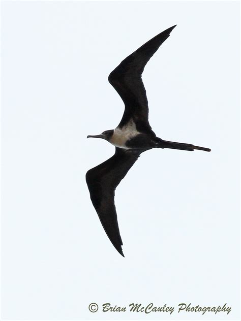 Great Frigatebird (Fregata minor) | HABITAT: Oceanic. Breedi… | Flickr