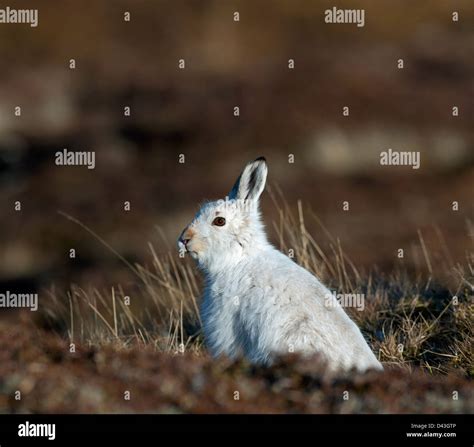 Brown Snowshoe Hare Stock Photos And Brown Snowshoe Hare Stock Images Alamy