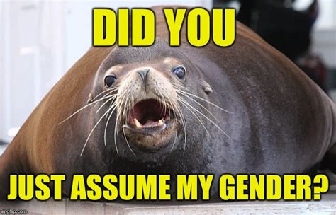 Image Tagged In Did You Just Assume My Gender She Lion He Lion Sea Lion