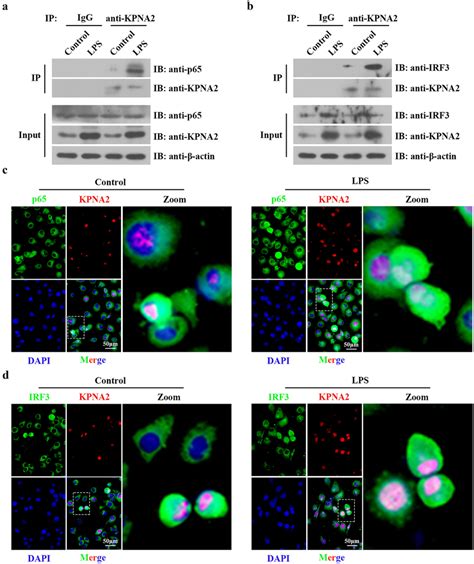 The Binding Of KPNA2 To P65 And IRF3 In HUVECs HUVECs Treated With LPS