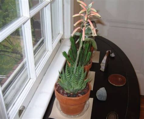 C Mo Propagar Cultivar Planta Antorcha Aloe Aristata Y Sus Cuidados