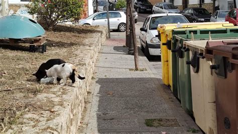 Nuevos Casos De Envenenamiento De Gatos En Arcos De La Frontera