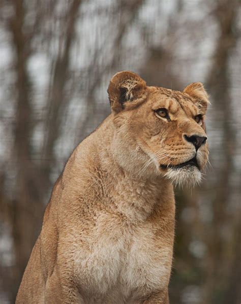 Portrait of a lioness stock image. Image of alert, endangered - 46802605