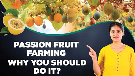 Grow and Harvest Passion Fruit like a Pro with this Guide