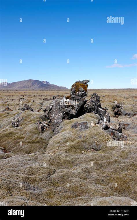 thick moss covered lava boulder field Iceland Stock Photo - Alamy