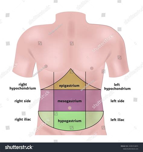Zones Abdomen Highlighted On Model Vector Stock Vector (Royalty Free