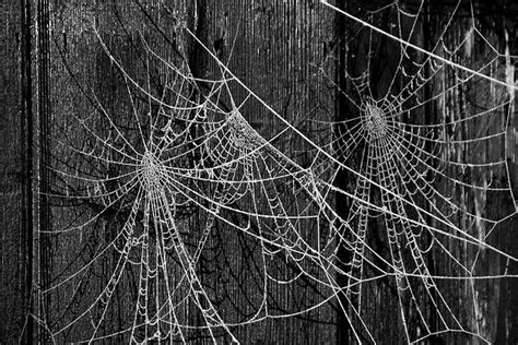 spiderweb | Spider web, Abstract artwork, Spider