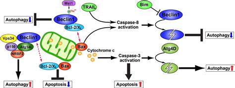 Regulation Of Autophagy By Beclin 1 In The Heart Journal Of Molecular