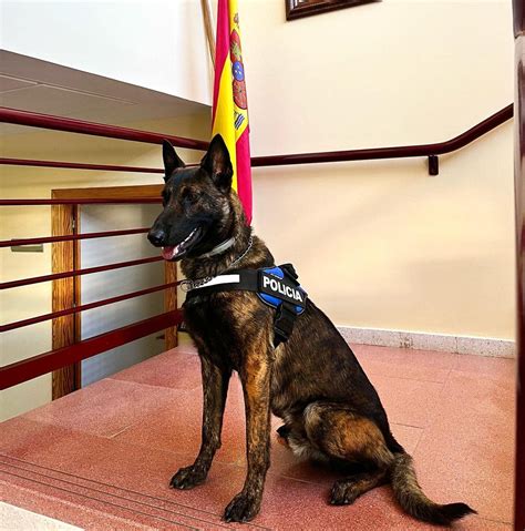 La Unidad Canina De La Polic A Local Contin A La Vigilancia En Las