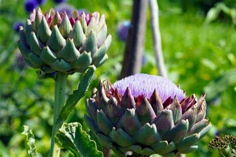 Artichoke Flowers - The Complete Guide - Urban Garden Gal