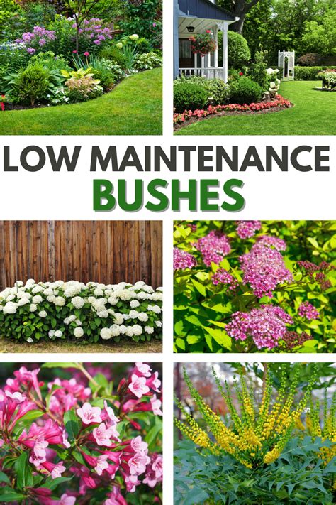 Best Low Maintenance Bushes For Your Outdoor Landscape Outdoor Landscaping Low Maintenance