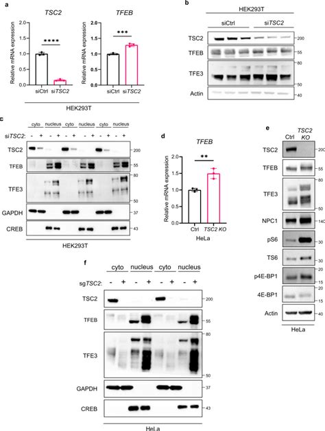 Tsc Regulates Lysosome Biogenesis Via A Non Canonical Ragc And Tfeb