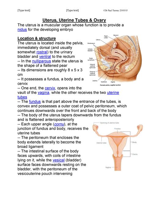 Uterus Cervix Anatomy