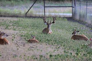 Million Dollar Deer Pussy Hot Naked