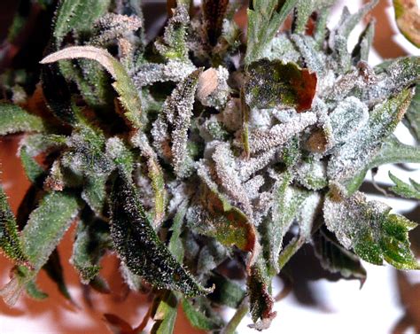 How To Get Rid Of White Powdery Mildew Grow Weed Easy