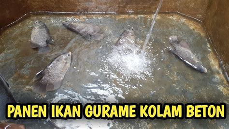 PANEN IKAN GURAME KOLAM BETON SKALA RUMAHAN YouTube