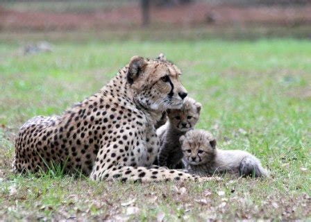 Update: White Oak's Cheetah Cubs Explore Their World - ZooBorns