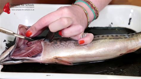 Fish Head Gills Gas Exchange System Dissection GCSE A Level Biology NEET Practical Skills - YouTube