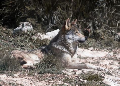 Canis Lupus Signatus Lobo Ib Rico En Los Bosques De Espa A Foto Premium