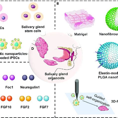 Schematic Diagram Of Generation Of Engineered Tooth Germ Organoids And