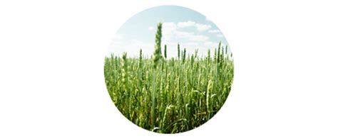 Grass Pollen Allergy Symptoms Allergy Insider
