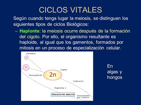 El NÚcleo Mitosis Y Meiosis Ppt Descargar