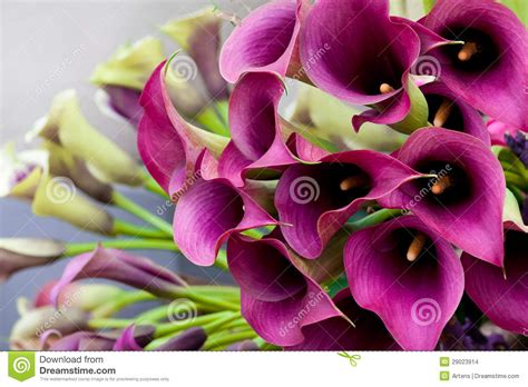 Beautiful Bouquet of Calla Lilies. Stock Photo - Image of group ...