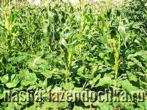 Кукуруза: посадка и уход