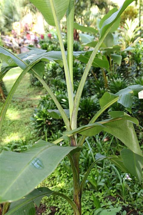 a large green plant in the middle of some bushes