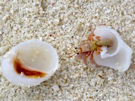 Premium Photo Hermit Crabs Shell Leaving The Shell On A Sandy Beach