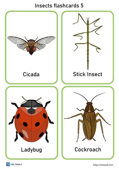 24 Free Printable Pdf Insects Flashcards Esl Vault