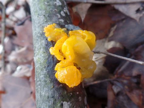 Yellow Fungus Smithsonian Photo Contest Smithsonian Magazine