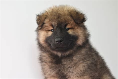 Brown Chow Chow Puppy · Free Stock Photo