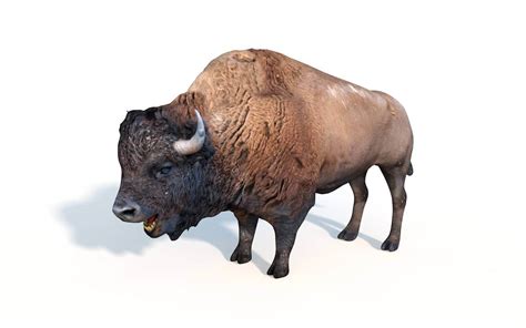 Bison 3d Model By 3dstudio