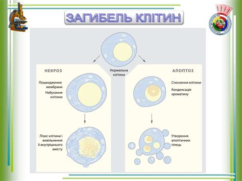 Життєвий цикл клітини - презентация онлайн