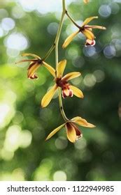 Cymbidium Finlaysonianum Images Stock Photos Vectors Shutterstock