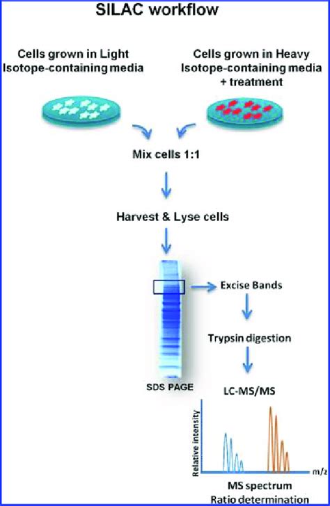 Silac Workflow Control And Stimulated Cells Are Grown In Special Media