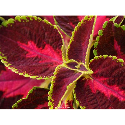 Coleus Alligator Alley feuillage tricolore pour situation ombragée