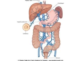 Drenaje Venoso Del Abdomen PPT