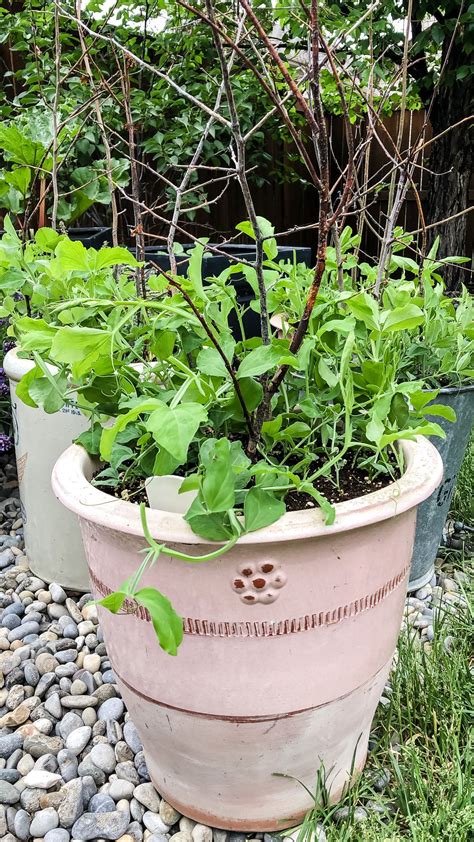 Growing Sweet Peas In Pots Is Easy With A Few Simple Tips And Tricks