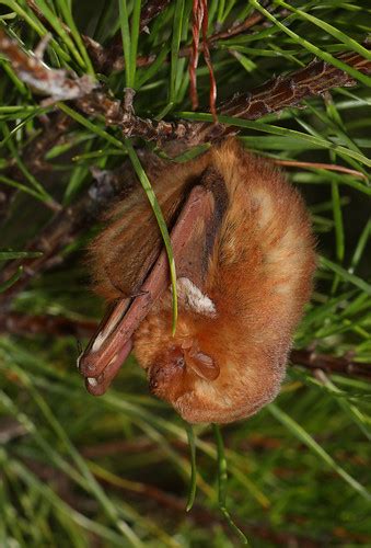 Eastern Red Bat Lasiurus Borealis Meadowood Srma Mason Flickr