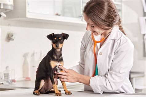 Piometra Canina S Ntomas Causas Diagn Stico Y Tratamiento